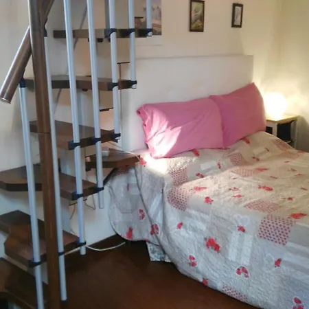 Sunflower Centro Florenz